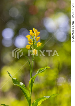 一種生長在山地和丘陵森林中的地基黃色蘭花。 85092120
