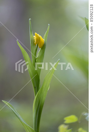 一種生長在山地和丘陵森林中的地基黃色蘭花。 85092128