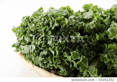 羽衣甘藍 85092202