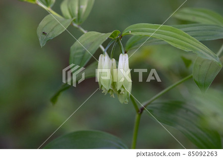 Disporum sessile that grows in open areas such as thickets and blooms flowers similar to Solomon's-seal. Disporum sessile that grows in open areas such as thickets and blooms flowers similar to Solomon's-seal. 85092263