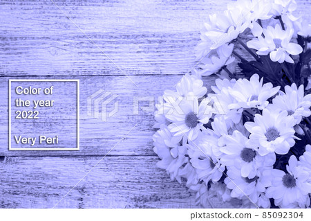 bouquet of daisies on a white wooden background in very peri trendy color of the year 2022. bouquet of daisies on a white wooden background in very peri trendy color of the year 2022. 85092304