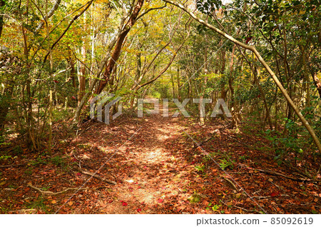 草泉武山登山“九州自然步道” 85092619
