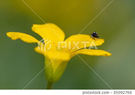 Oxalis 被誤認為是幸運的四葉草 85092768