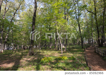 Spring park surrounded by greenery Spring park surrounded by greenery 85092966