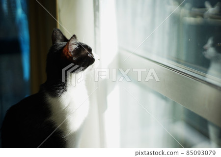 Kitten looking up Kitten looking up 85093079