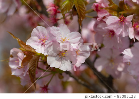 櫻花,一種為相遇和告別著色的日本花 櫻花,一種為相遇和告別著色的日本花 85093128