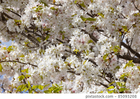 Sakura, a Japanese flower that colors encounters and farewells 85093208
