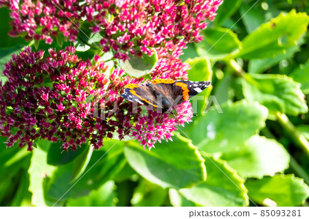 Photography to theme beautiful black butterfly Monarch Photography to theme beautiful black butterfly Monarch 85093281