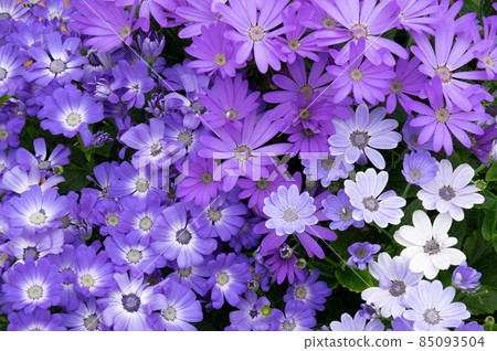 Gerbera Gerbera 85093504