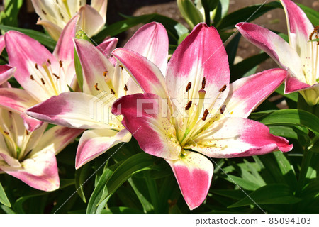 Toruyuri (Lilium maculatum) Lollipop 85094103