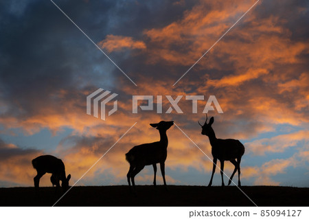 A photograph of a deer on Mt. Wakakusa, Nara City, Nara Prefecture A photograph of a deer on Mt. Wakakusa, Nara City, Nara Prefecture 85094127