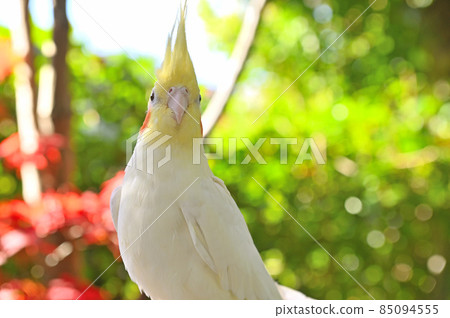 Cockatiel flirting 85094555