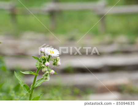 White flowers blooming on the roadside 85094635