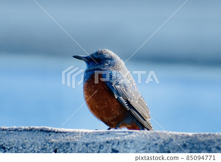 Blue rock thrush on the beach 85094771