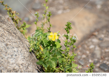 Yellow flowers that grow flowers from between the stone steps 85095140