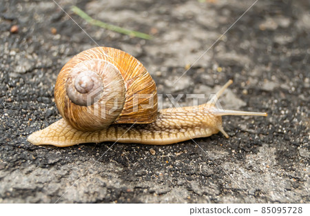 Big garden snail in shell crawling on wet road Big garden snail in shell crawling on wet road 85095728
