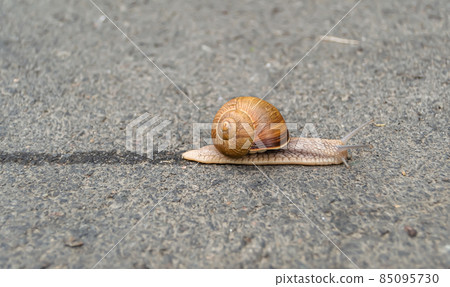 Big garden snail in shell crawling on wet road Big garden snail in shell crawling on wet road 85095730