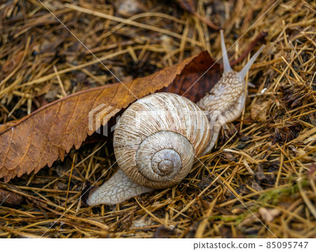 Big garden snail in shell crawling on wet road 85095747