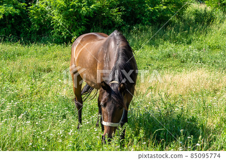 Beautiful wild brown horse stallion on summer flower meadow Beautiful wild brown horse stallion on summer flower meadow 85095774