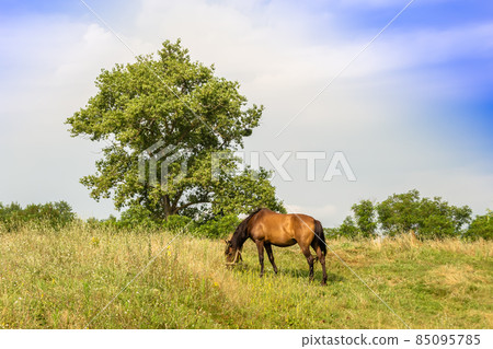 Beautiful wild brown horse stallion on summer flower meadow 85095785