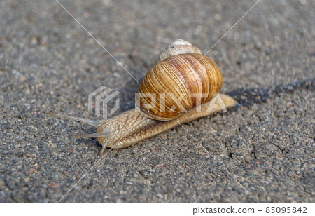 Big garden snail in shell crawling on wet road Big garden snail in shell crawling on wet road 85095842