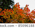 Burning Autumn Leaves 85096188