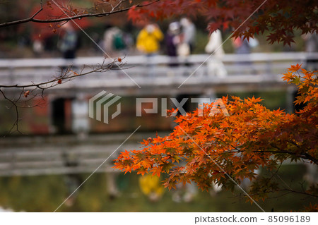 秋葉和橋 85096189