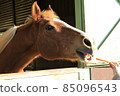 Horse feeding experience 85096543