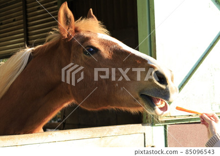 馬餵養經驗 85096543