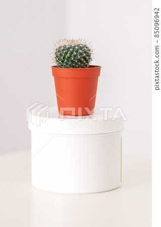White jar with cactus in little pot on the white table against a white background with copy space. Depilation concept. 85096942