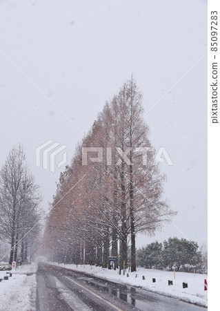 Peony Snowy Makino Metasequoia Namiki Shiga 85097283