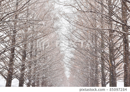 Peony Snowy Makino Metasequoia Namiki Shiga Peony Snowy Makino Metasequoia Namiki Shiga 85097284