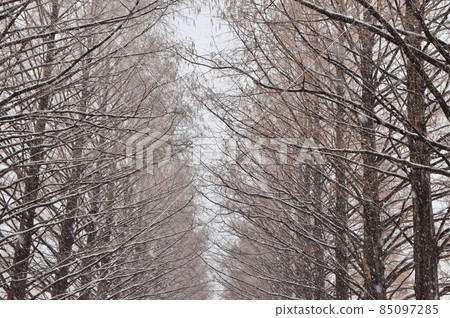 Peony Snowy Makino Metasequoia Namiki Shiga Peony Snowy Makino Metasequoia Namiki Shiga 85097285
