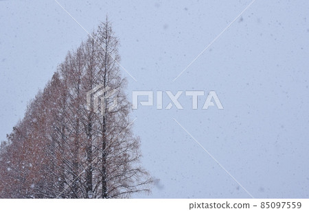 Peony Snowy Makino Metasequoia Namiki Shiga Peony Snowy Makino Metasequoia Namiki Shiga 85097559