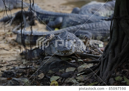 Close up crocodile is action show head in garden Close up crocodile is action show head in garden 85097598