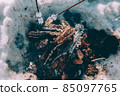 Marshmallow on branches over bonfire. winter theme 85097765