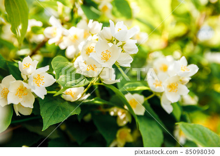 Beautiful white jasmine blossom flowers in spring time. Background with flowering jasmin bush. Inspirational natural floral spring blooming garden or park. Flower art design. Aromatherapy concept Beautiful white jasmine blossom flowers in spring time. Background with flowering jasmin bush. Inspirational natural floral spring blooming garden or park. Flower art design. Aromatherapy concept 85098030