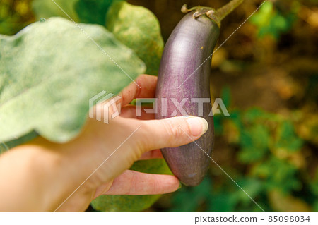Gardening and agriculture concept. Female farm worker hand harvesting purple fresh ripe organic eggplant in garden. Vegan vegetarian home grown food production. Woman picking aubergine brinjal Gardening and agriculture concept. Female farm worker hand harvesting purple fresh ripe organic eggplant in garden. Vegan vegetarian home grown food production. Woman picking aubergine brinjal 85098034