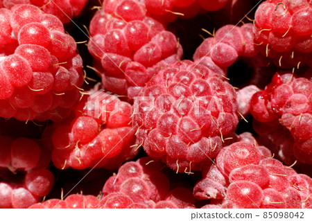 Industrial cultivation of raspberry plant. Ripe red fruits raspberry macro extreme close up. Raspberry fruit background. Natural growing of berries on farm. Eco healthy organic food concept 85098042