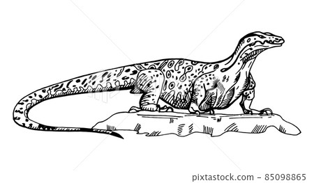 Vintage illustration of monitor lizard on isolated white background. Vector sketch animal from Australian. 85098865