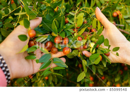 Fruits of ziziphus juba on the branches of trees in the garden close-up, ripe fruits of Chinese dates. Selective focus Fruits of ziziphus juba on the branches of trees in the garden close-up, ripe fruits of Chinese dates. Selective focus 85099548