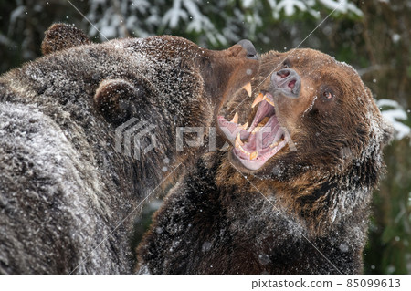 Close-up two angry brown bear fight in winter forest 85099613