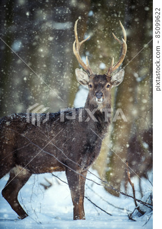 Roe deer in the winter forest. Animal in natural habitat Roe deer in the winter forest. Animal in natural habitat 85099622