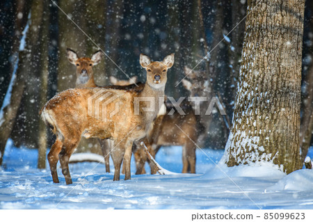 Female Roe deer in the winter forest. Animal in natural habitat 85099623