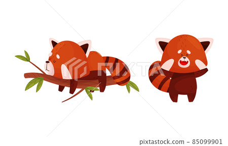 Red panda in different actions set. Cute wild animal character sleeping on tree branch and having fun vector illustration 85099901