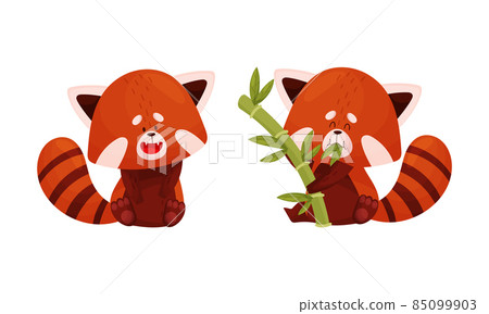 Red panda set. Cute wild animal character eating bamboo vector illustration 85099903