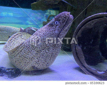 Giant Moray Eel (Gymnothorax javanicus) 85100623
