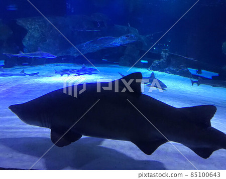 Photo of a tropical fish on a coral reef in Dubai aquarium 85100643