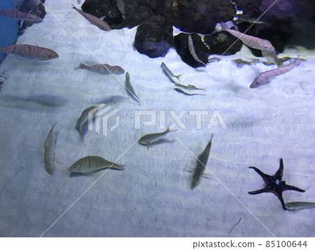 Multi-colored beautiful fish swim in an aquarium or underwater in the ocean on a coral reef. Concept: tourism, marine life, diving 85100644