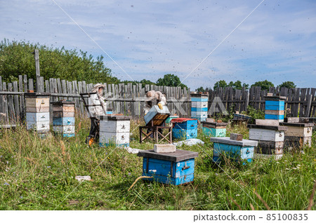 Bee master on apiary. Man in protective hat works with beehive. Beekeeper examining bees on a bee farm on green nature background. 85100835